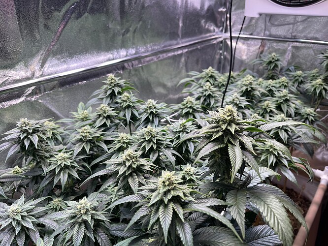 Growreport Bild 4