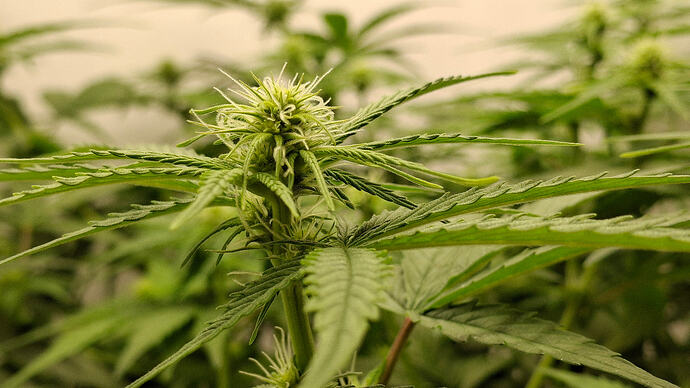 Growreport Bild 233