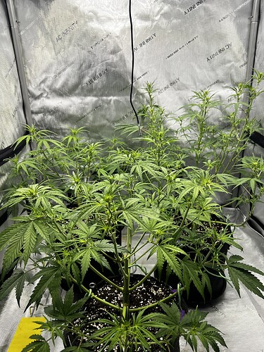 Growreport Bild 7