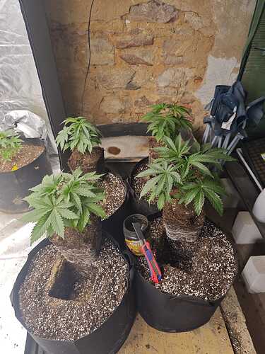 Growreport Bild 4