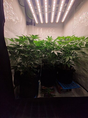 Growreport Bild 3