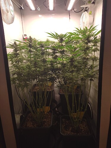 Growreport Bild 3