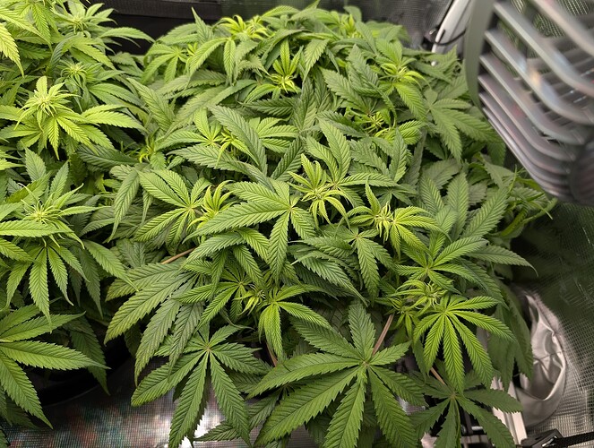 Growreport Bild 16