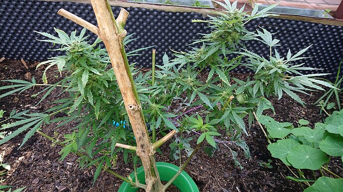 Growreport Bild 1