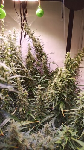 Growreport Bild 3