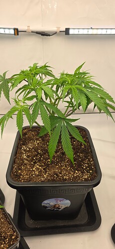 Growreport Bild 51