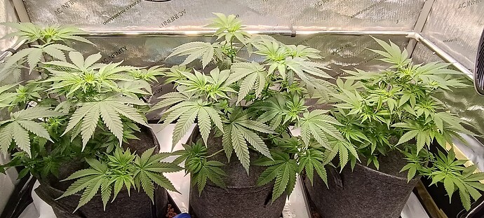 Growreport Bild 2