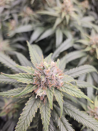Growreport Bild 4