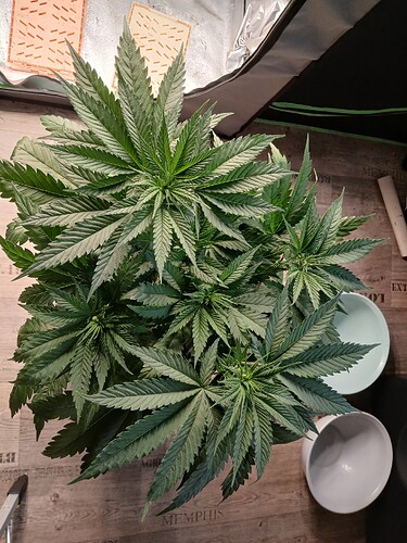 Growreport Bild 2