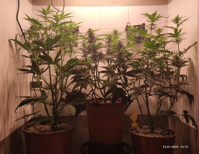 Growreport Bild 26