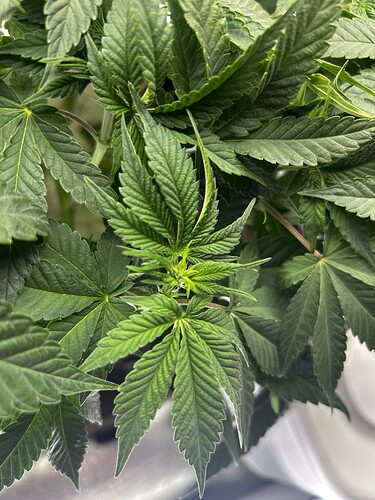 Growreport Bild 4