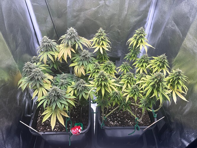 Growreport Bild 4