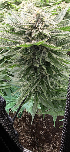Growreport Bild 54