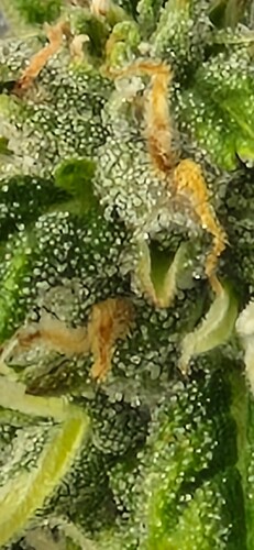 Growreport Bild 23