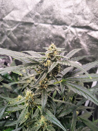IMG_20250427_093430964_HDR_AE