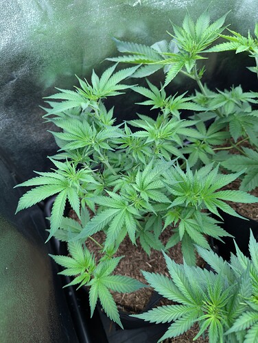 Growreport Bild 21