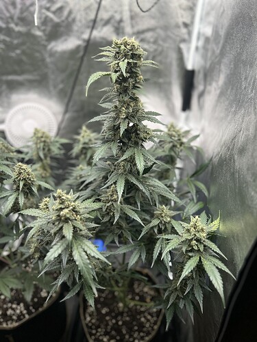 Growreport Bild 2