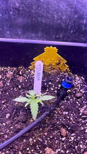Growreport Bild 38