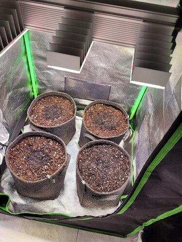 Growreport Bild 1