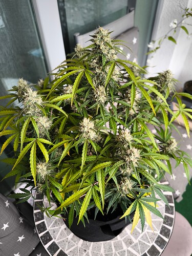 Growreport Bild 10