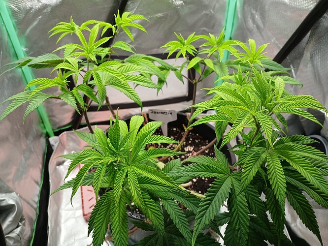 Growreport Bild 11