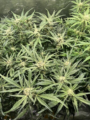 Growreport Bild 5