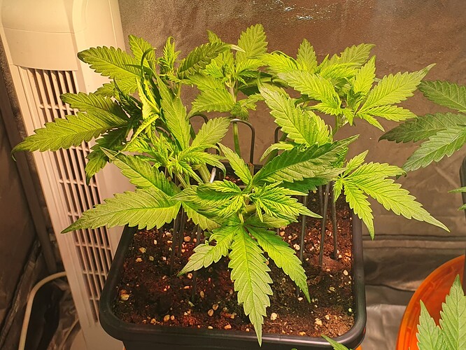 Growreport Bild 3