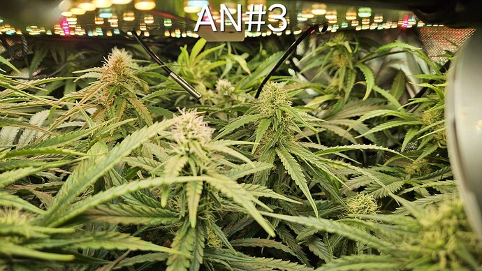 Growreport Bild 7