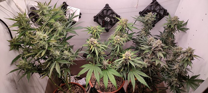 Growreport Bild 1