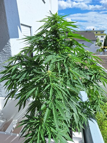 Growreport Bild 1