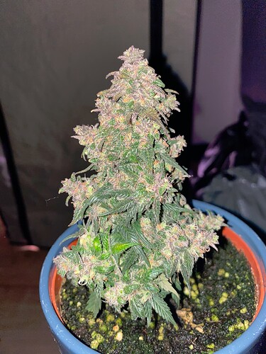 Growreport Bild 15