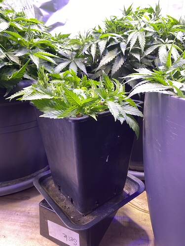 Growreport Bild 116