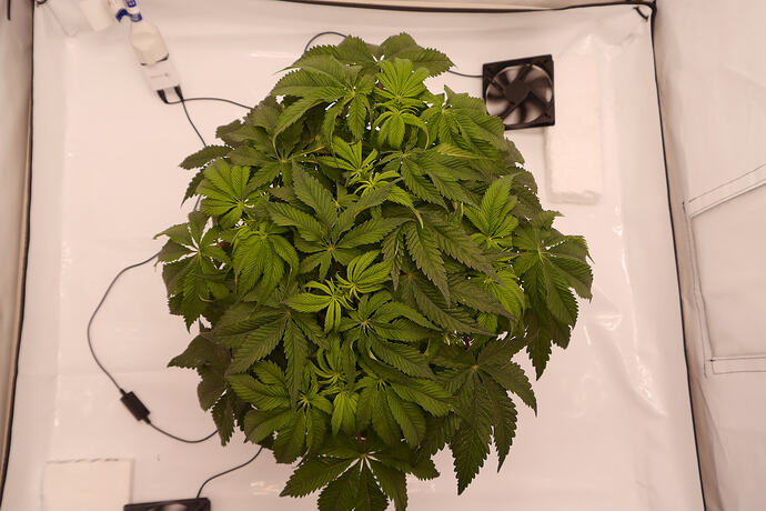 Growreport Bild 2