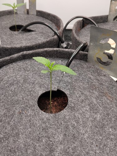 Growreport Bild 4