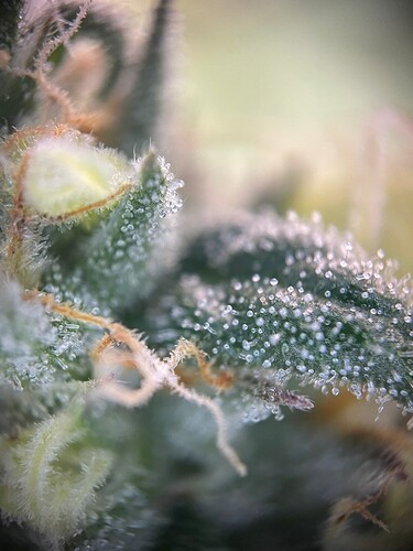 Growreport Bild 74