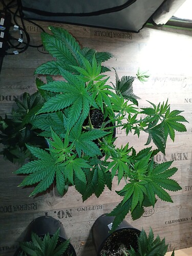 Growreport Bild 31