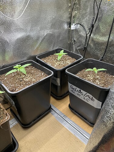 Growreport Bild 40