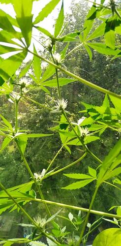 Growreport Bild 3