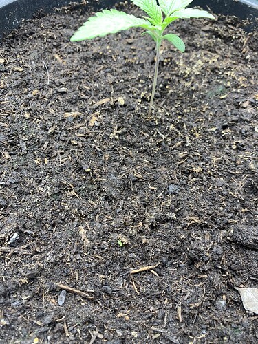 Growreport Bild 2