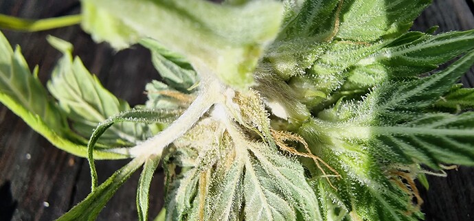 Growreport Bild 7