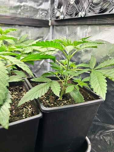 Growreport Bild 3