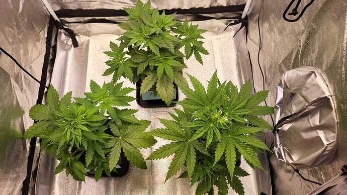 Growreport Bild 25