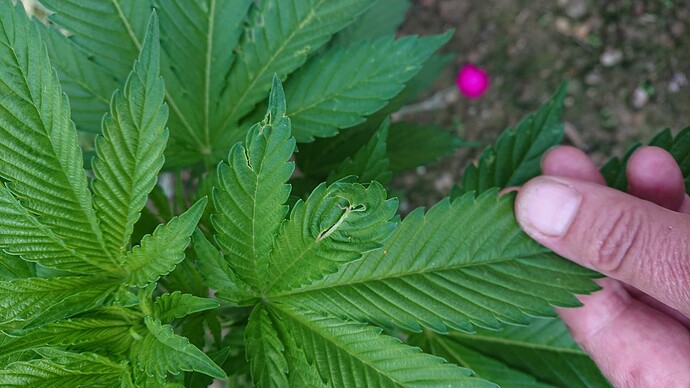 Growreport Bild 25