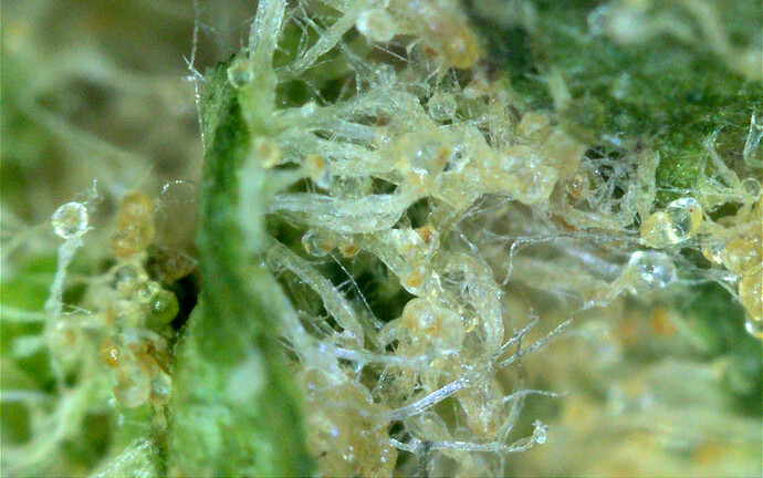 Grow25_0628_MZA_Ernte_Schimmel_6