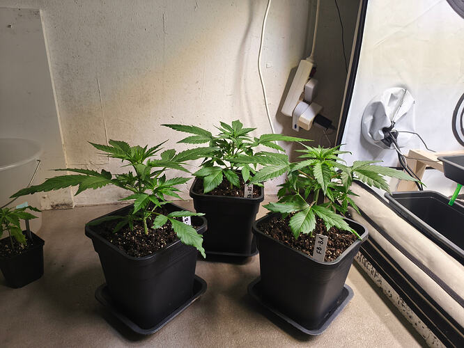 Growreport Bild 1