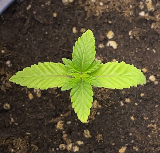 Growreport Bild 17