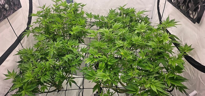 Growreport Bild 15