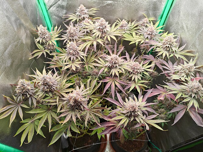 Growreport Bild 11