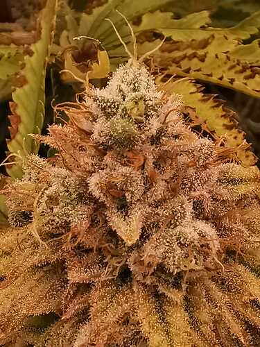 Growreport Bild 14