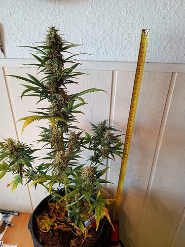 Growreport Bild 6